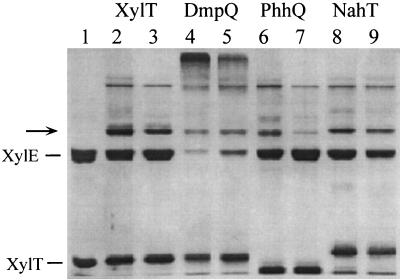 FIG. 5