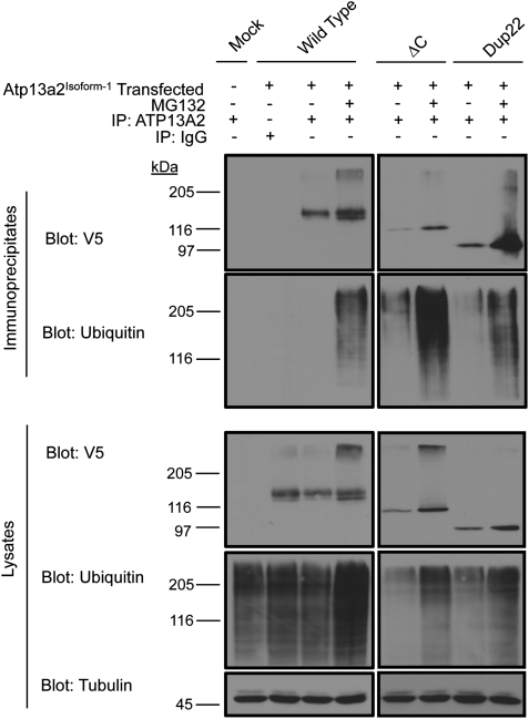 Figure 4.