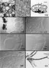 Figs 113–121.
