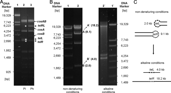 FIG. 5.