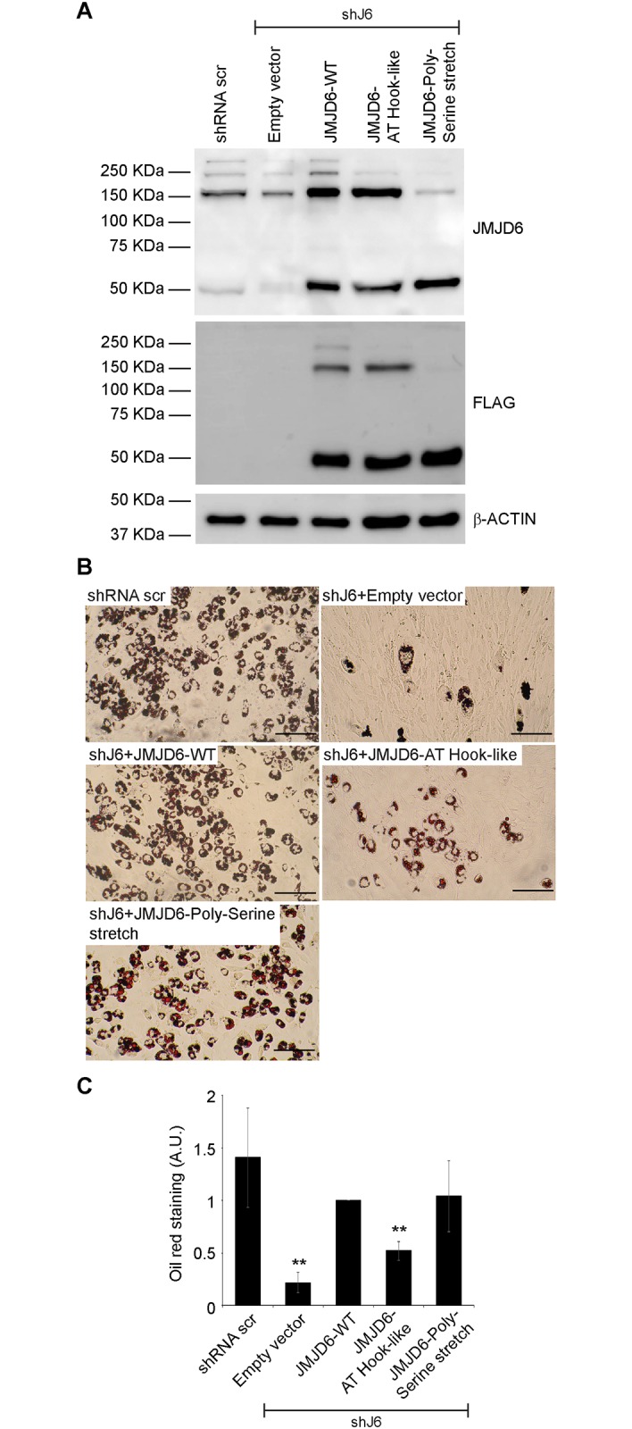 Fig 5