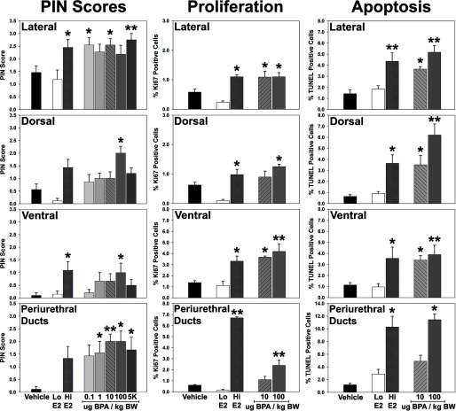 Three panels of bar graphs plotting PIN scores (y-axis) across vehicle-treated, low-dose E2, high-dose E2, and 10 micrograms BPA and 100 micrograms BPA (x-axis).