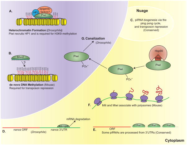 Uniting Germline and Stem Cells: the Function of Piwi Proteins and the ...