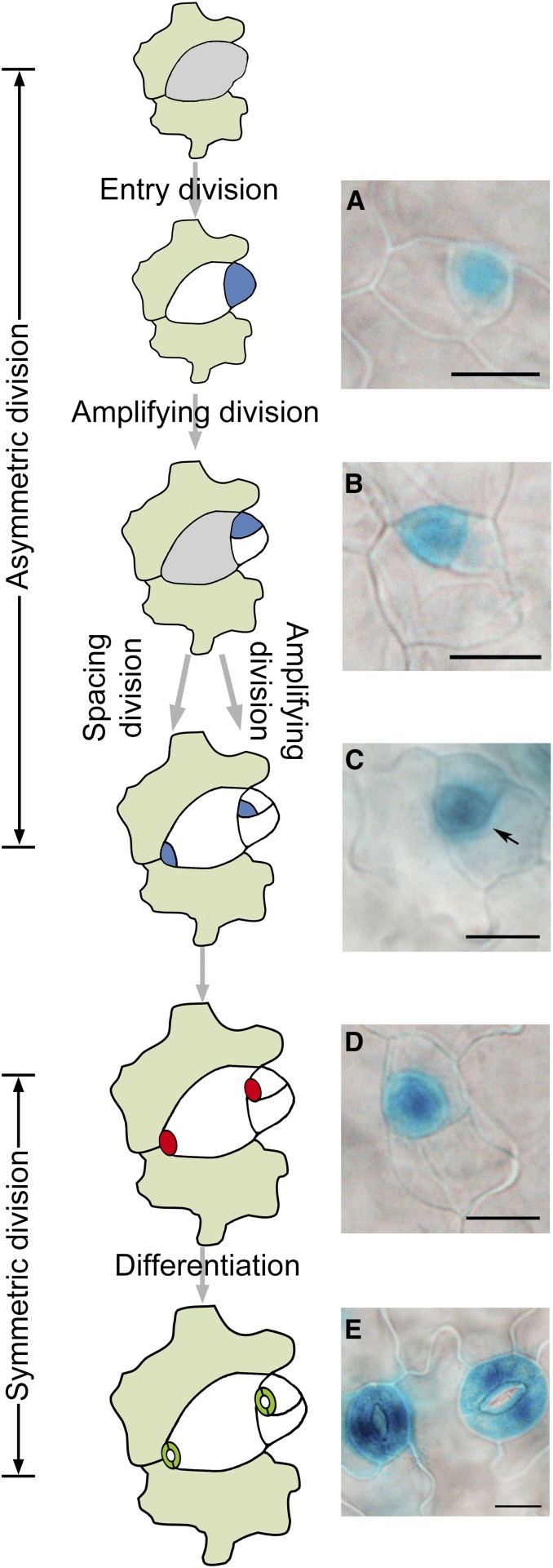 Figure 3.