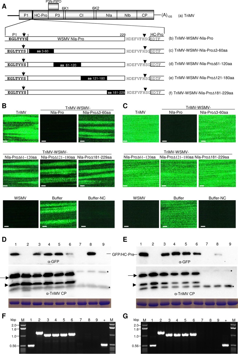 FIG 6