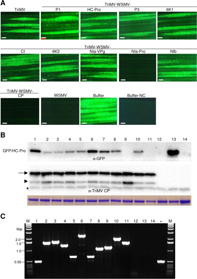 FIG 3