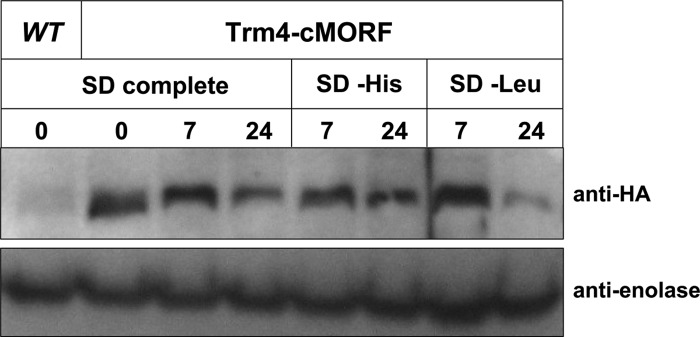 FIGURE 4.