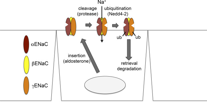 Fig. 8.