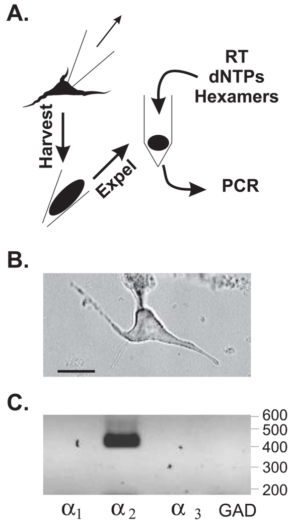 FIGURE 3