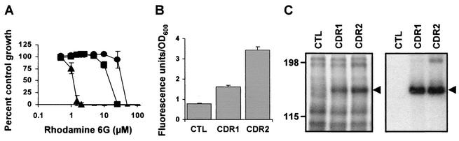 FIG. 2.