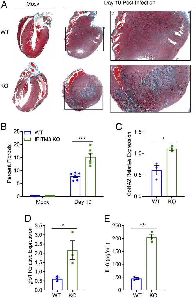 Fig. 5.