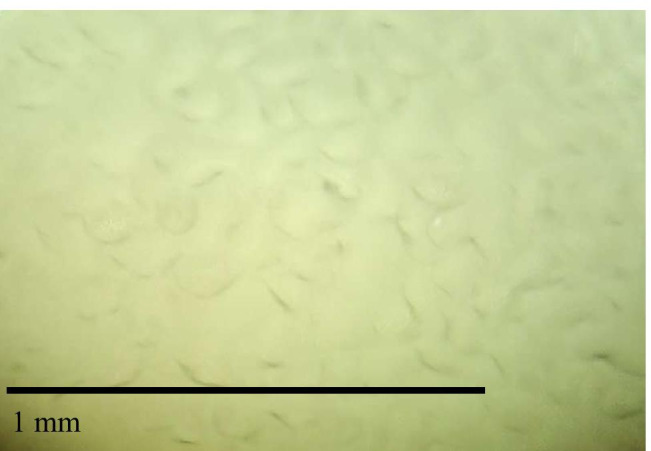 Fig. 9