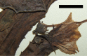 Figure 39.