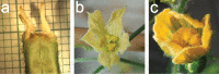 Figure 11.
