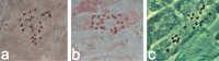 Figure 15.