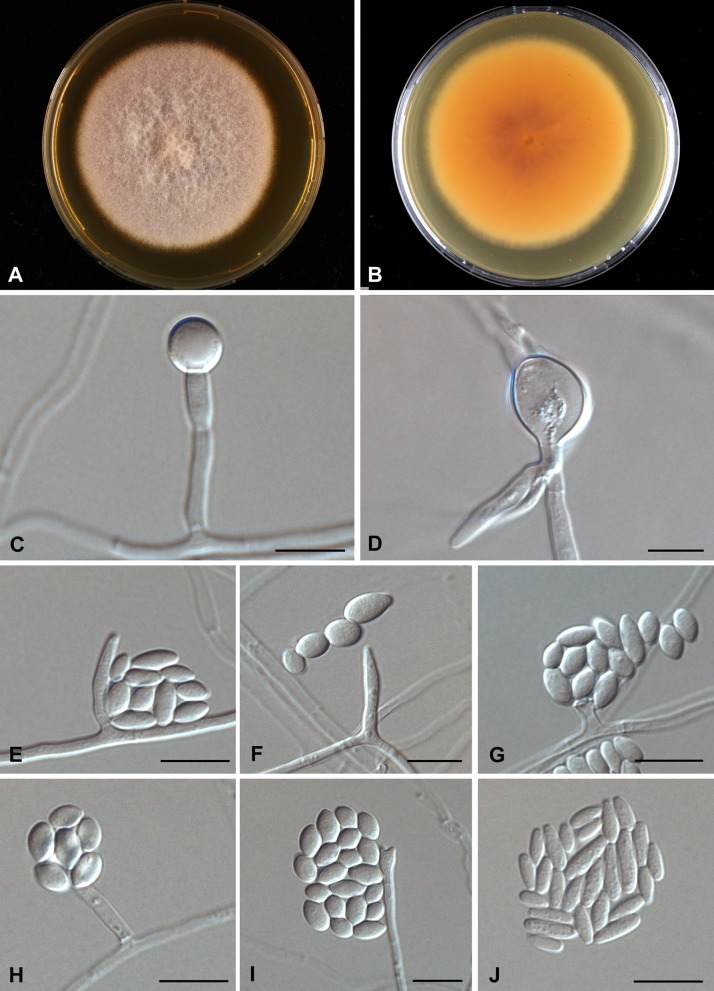 Fig. 6