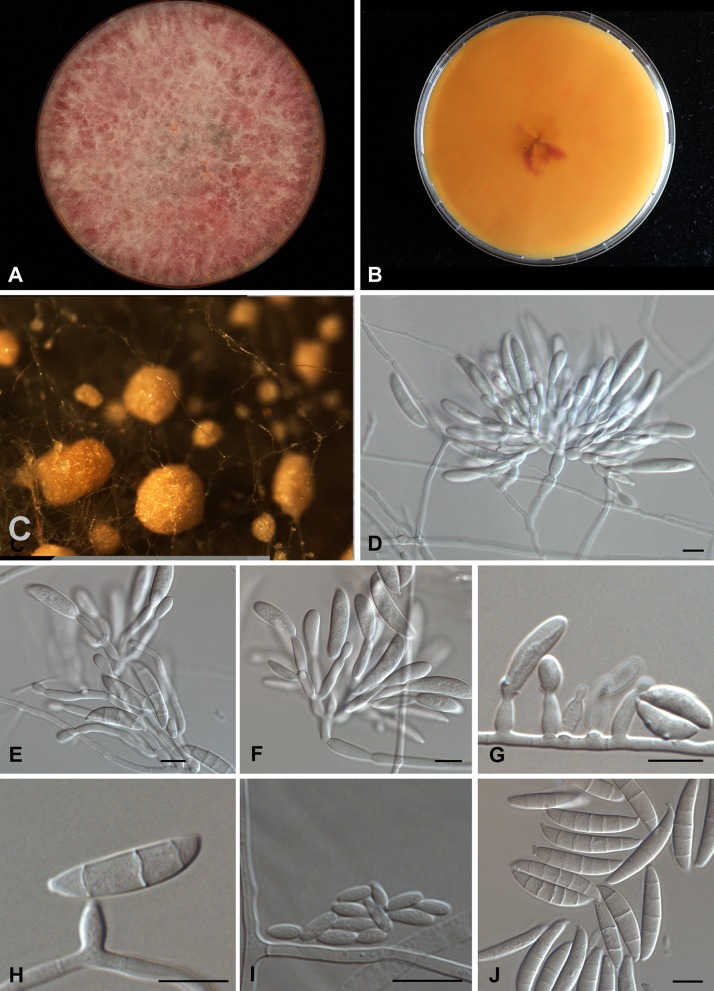 Fig. 5