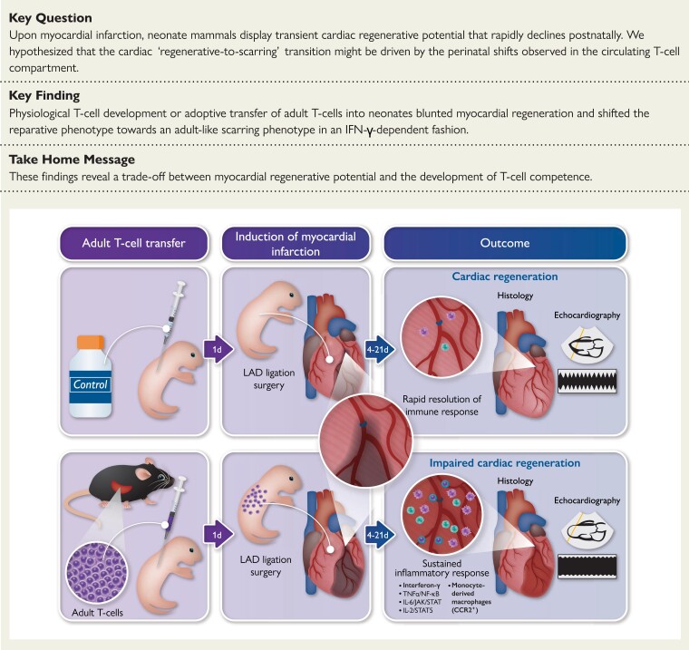 Structured Graphical Abstract