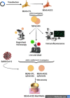 Image, graphical abstract