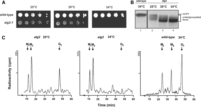 FIGURE 1.