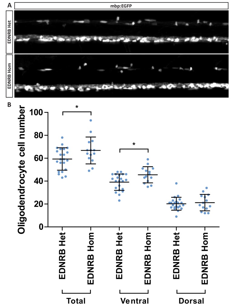 Figure 5—figure supplement 1.