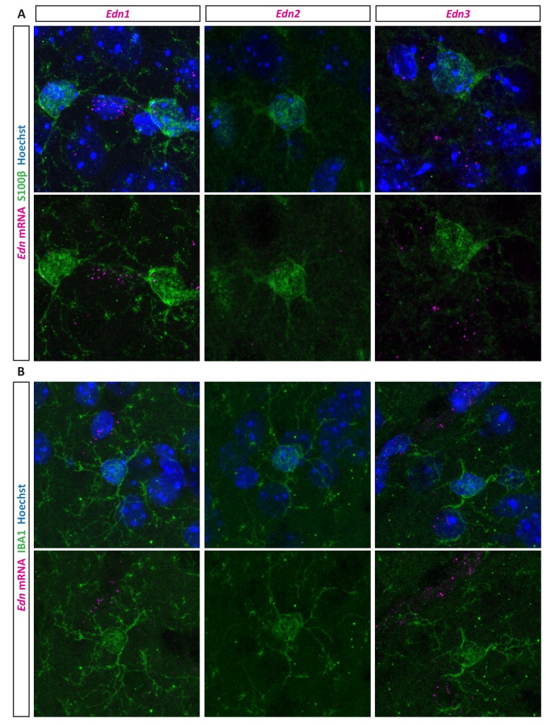 Figure 2—figure supplement 1.