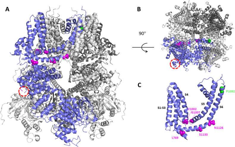 Figure 1—figure supplement 2.