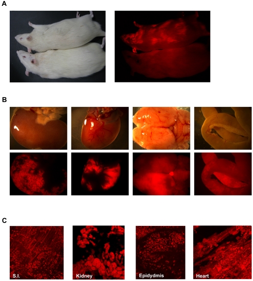 Fig. 7.