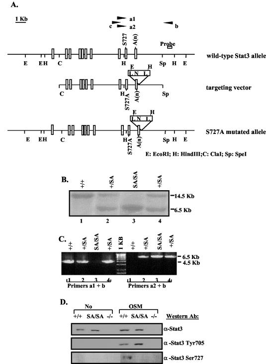 FIG. 1.