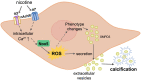 Graphical Abstract