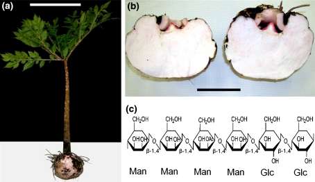 Fig. 1