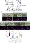 Figure 3—figure supplement 1.