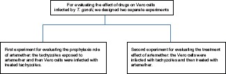 graphic file with name IJPharm-48-179-g001.jpg