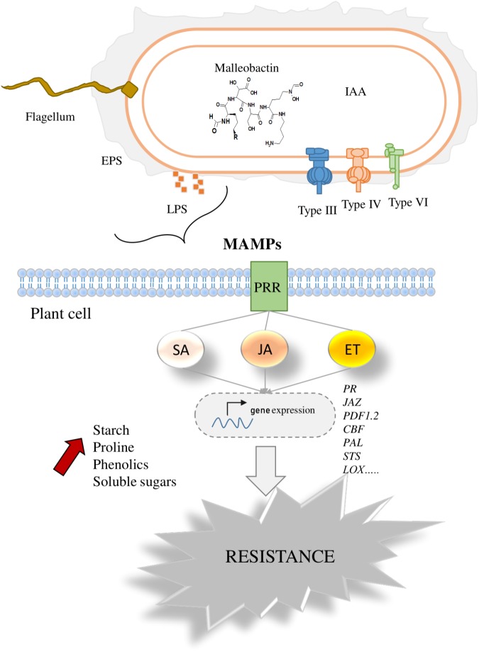 FIGURE 4