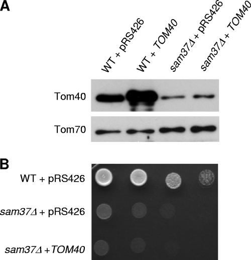 FIG. 8.