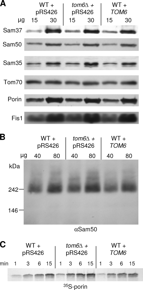 FIG. 5.