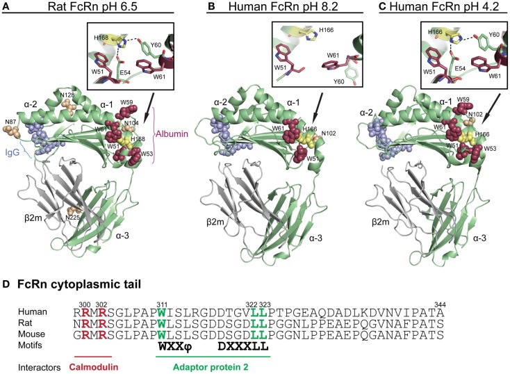 Unraveling the Interaction between FcRn and Albumin: Opportunities for ...