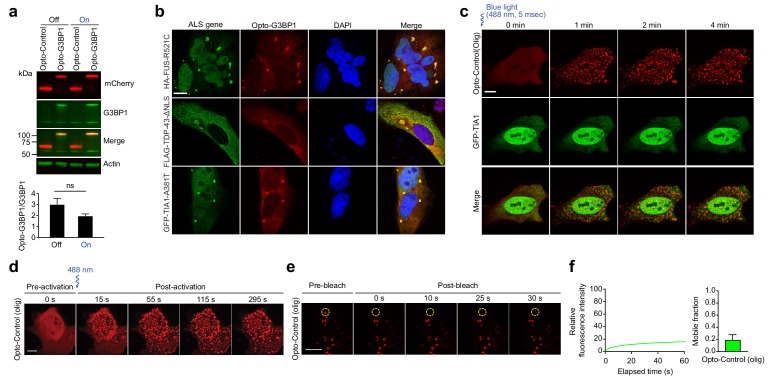 Figure 1—figure supplement 1.