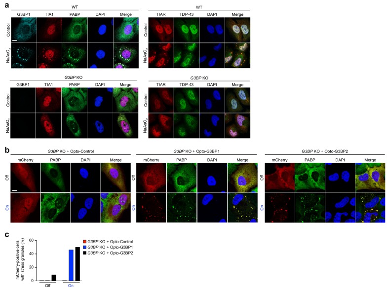 Figure 1—figure supplement 3.