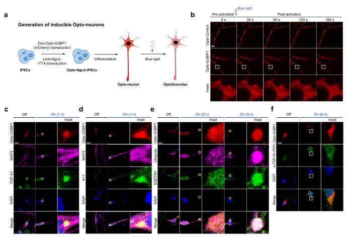 Figure 4—figure supplement 2.