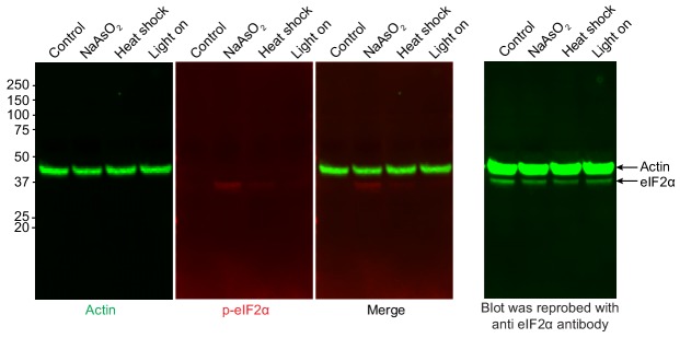 Figure 2—figure supplement 1.