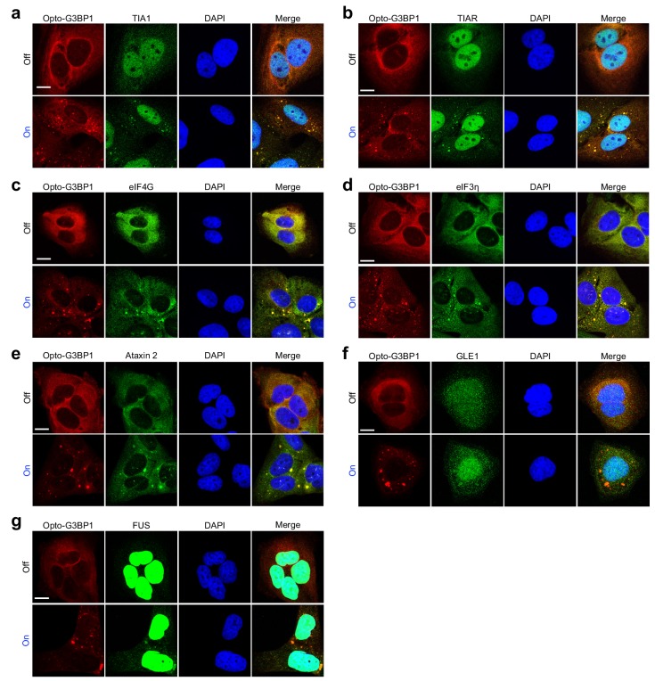 Figure 1—figure supplement 2.