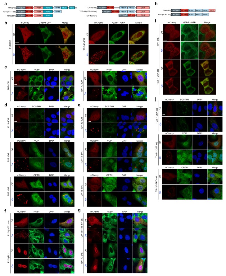 Figure 1—figure supplement 4.