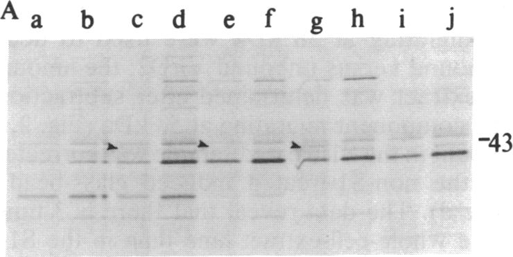 graphic file with name pnas00251-0099-a.jpg