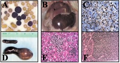 Fig 3.