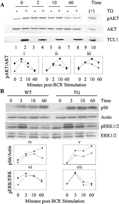 Fig 6.