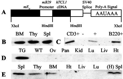 Fig 1.