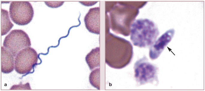 Figure 25