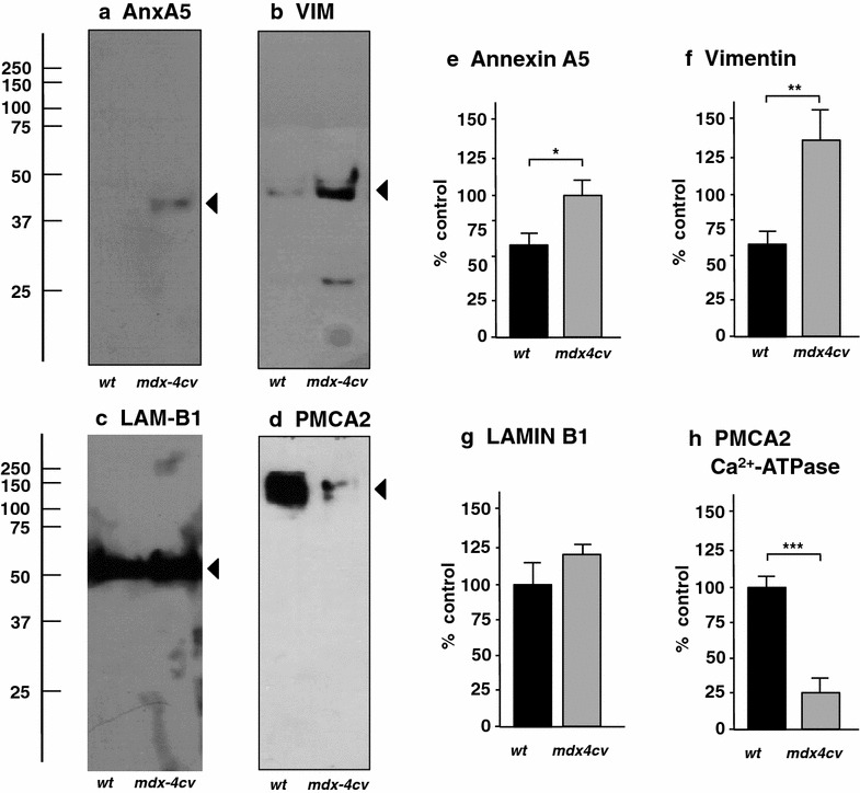 Fig. 7