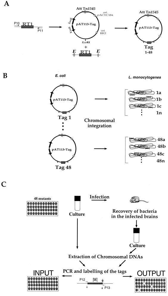 FIG. 1